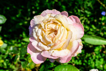Close up of one large and delicate light yellow and pink rose in full bloom in a summer garden, in direct sunlight, with blurred green leaves in the background.