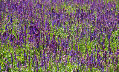 Obraz premium Summer blossoming wild purple Salvia flowers (known as meadow clary or meadow sage) background