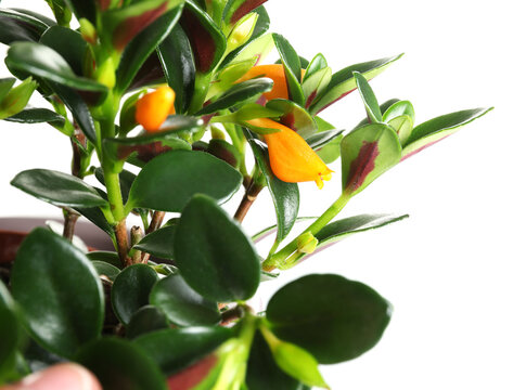 Beautiful Potted Goldfish Plant Isolated On White