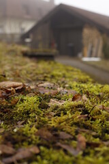 moss on the ground