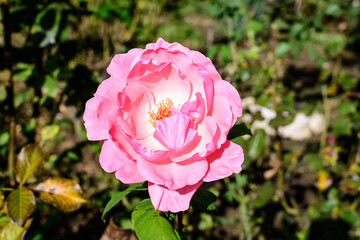 One large and delicate vivid pink rose in full bloom in a summer garden, in direct sunlight, with blurred green leaves in the background.
