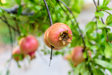 One small raw pomegranate fruit and green leaves in a large tree in direct sunlight in an orchard garden in a sunny summer day, beautiful outdoor floral background photographed with selective focus.