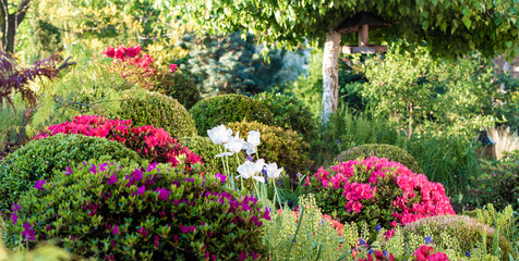 Bukszpan i azalia w wiosennym ogrodzie. Kwitnące rośliny na rabacie z przyciętą płaczącą brzozą