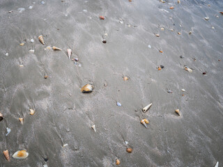 Beautiful shells on the beach with the evening sunlight.