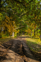 Fototapeta na wymiar gravel road with foliage in sunny autumn forest in countryside, Samara, Russia
