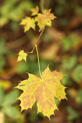 autumn maple leaf