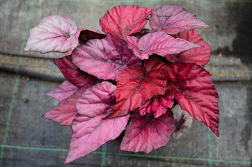 A begonia plant with dark pink variegated leaves in a pot on a background of gray matting