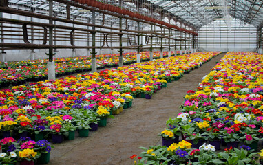 Many multicolored primrose flowers, also known as cowslip, grown in a greenhouse. Selective focus