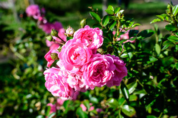 Many large and delicate vivid pink roses in full bloom in a summer garden, in direct sunlight, with blurred green leaves in the background.