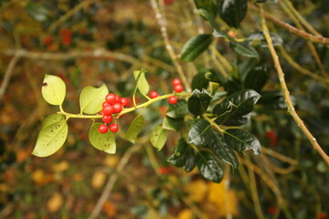 berries on a tree