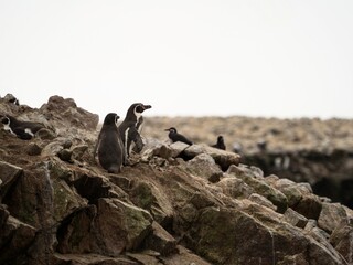 Panorama view of Humboldt penguin Spheniscus humboldti group on Islas Ballestas Island Paracas Peru...