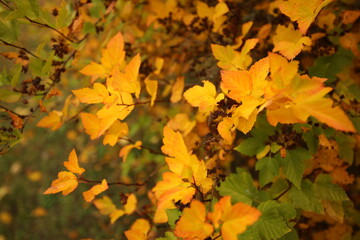 Naklejka na ściany i meble Fallen leaves, autumn