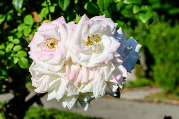 Large bush with many delicate white roses and green leaves in a garden in a sunny summer day, beautiful outdoor floral background photographed with soft focus.