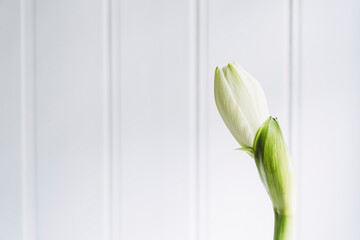 Fleur blanche d'amaryllis en bourgeon sur un fond en bois blanc - Arrière plan floral - Plante d'intérieur