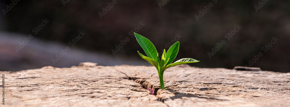 Wall mural a strong seedling growing in the old center dead tree ,concept of support building a future focus on