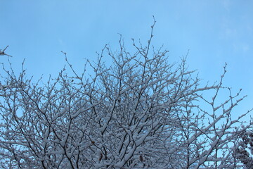 A photograph of snowy branches in a woodland on a sunny morning after fresh snowfall.  