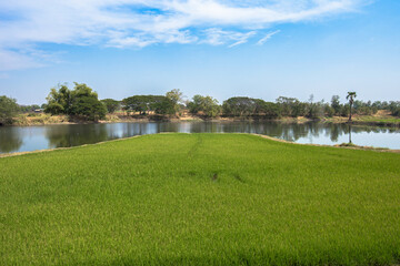 Thailand, Asia, Rice - Cereal Plant, Rice Paddy, Farm