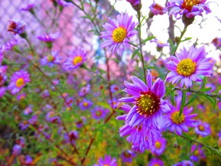 Fototapeta premium flowers in the garden