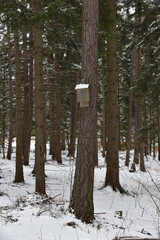 Schneeengel