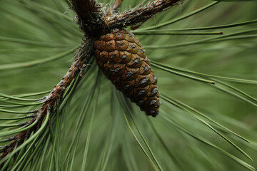 Cone growing on pine branch outdoors, closeup