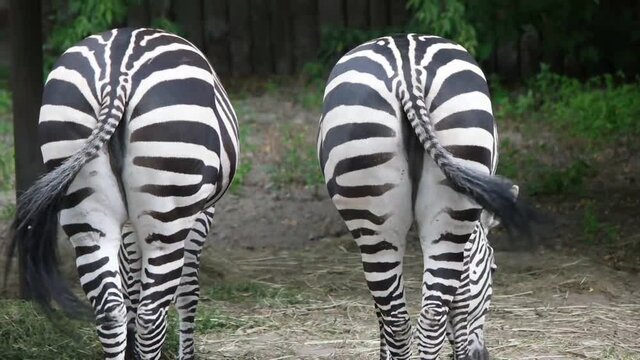 zebra waving  tail
