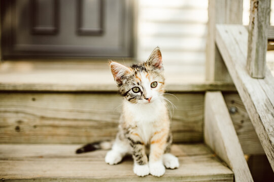 Calico Kitten