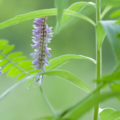 beautiful delicate vicia cracca flower blooming in a summer sunny field