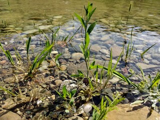 grass in the pond