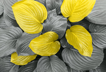 The background consists of large leaves of gray color and individual leaves of yellow color.The trend of 2021. Color of the year.