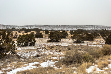 Large bushes dotting an empty yellow field with snow coming down in rural New Mexico