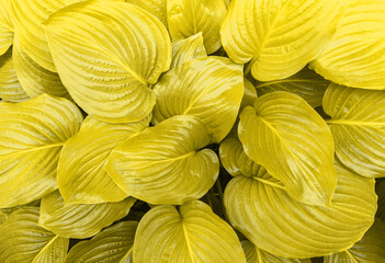 Background made of a closeup of the leaves yellow.The trend of 2021. Color of the year.