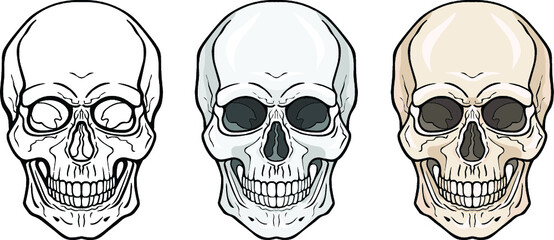Lineal drawing: human skull three variants - contour, monochrome, colour, frontal view. Vector illustration isolated on white background.  Print, poster, T-shirt, card. 