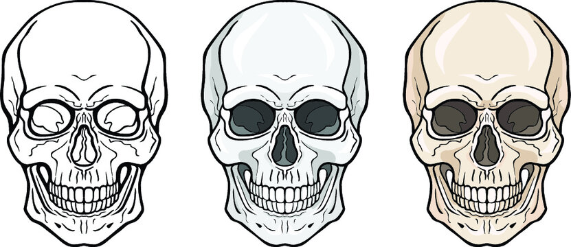 Lineal drawing: human skull three variants - contour, monochrome, colour, frontal view. Vector illustration isolated on white background.  Print, poster, T-shirt, card. 