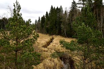 A small forest river surrounded by pine trees.