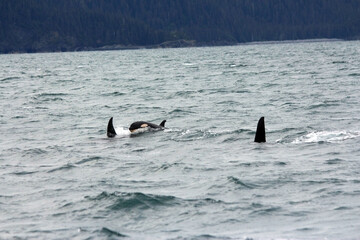 High angle shot of killer whales swimming with their tails and large dorsal fins out from the water