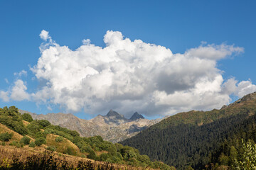 landscape in the summer