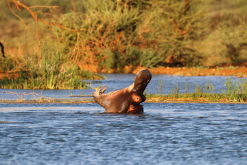 Closeup of a hippo with its mouth wide open captured in a lake on a sunny day