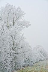 Bäumen am Waldrand im Schnee 