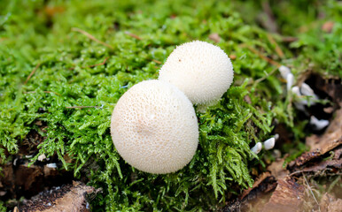 Eine Nahaufnahme eines Bovist im Wald.