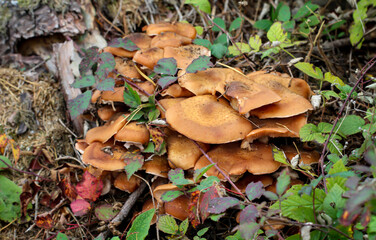 Eine Nahaufnahme eines Pilz im Herbstwald.