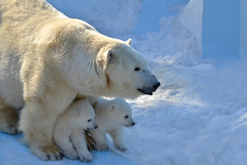 polar bear in the snow