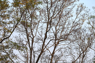 branches against sky