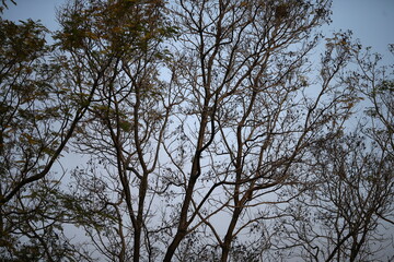 trees in the sky