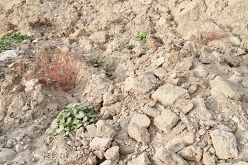 Different types of beige stones with plants.