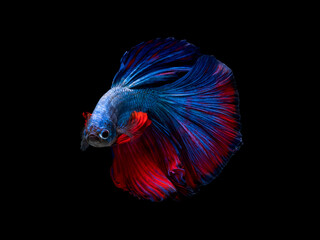 Action and movement art of beautiful Thai fighting fish on a black background