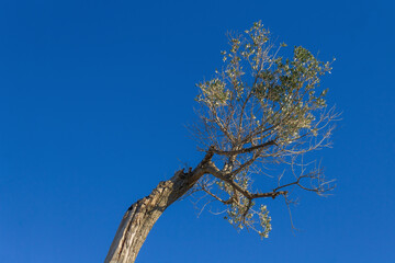 Low Angle View Of Bare Tree against blue sky