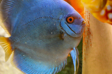 Ein Diskusfisch, das blaue ist ein Weibchen legt mittels Laichröhre ihre Eier an einem Laichkegel.