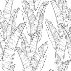 Seamless pattern with palm banana leaf and plants. Floral background jungle. Black and white