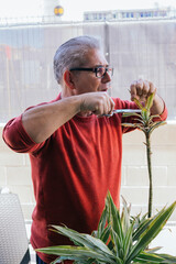 Man in his 50s doing gardening work. He is manually pruning a green plant with scissors. He has gray hair and wears glasses.