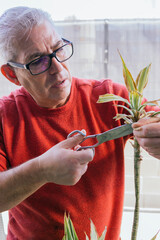 Man in his 50s doing gardening work. He is manually pruning a green plant with scissors. He has gray hair and wears glasses.